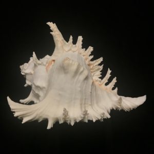 Murex Ramose sea shell