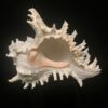 Murex Ramose sea shell