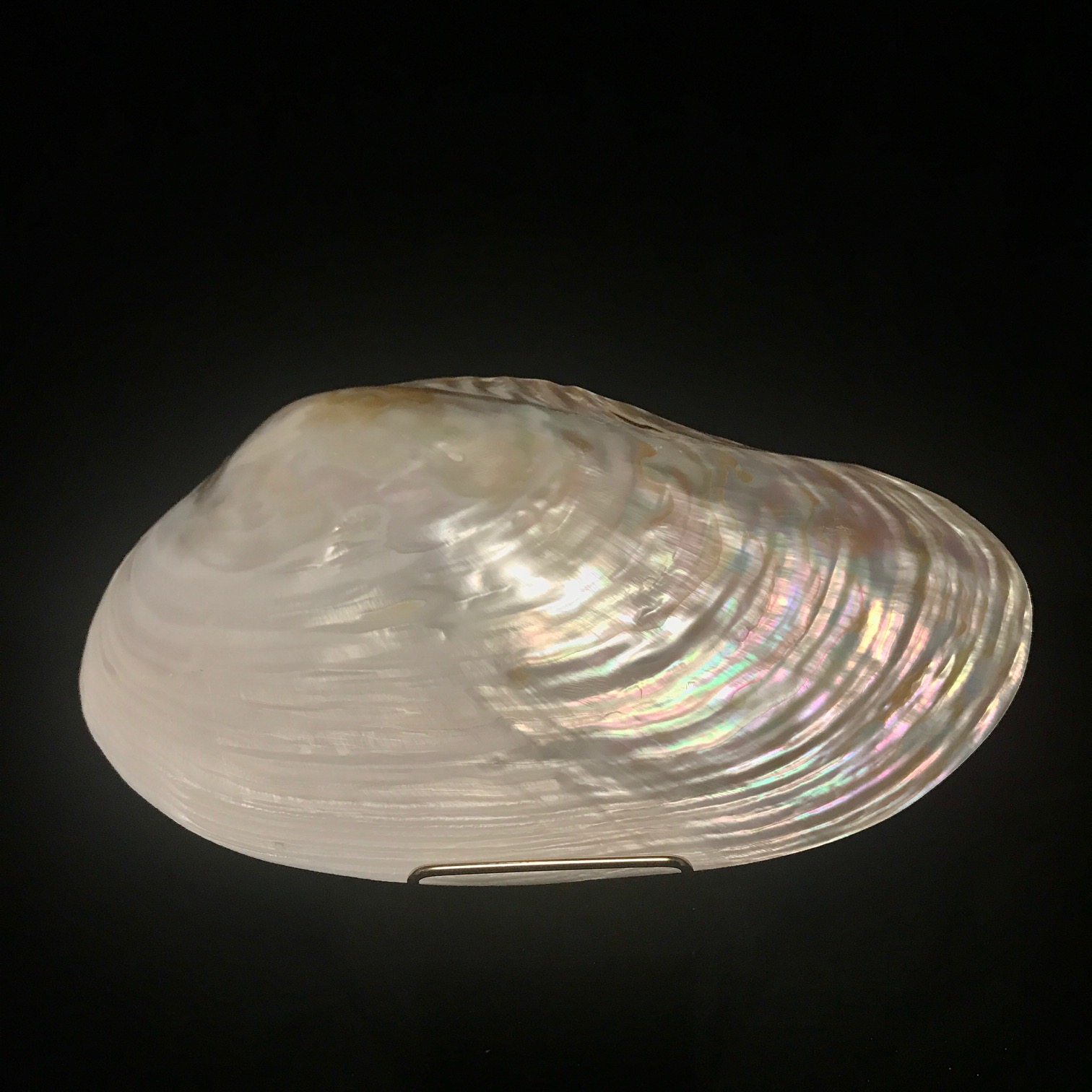 Gorgeous, iridescent clam plate, available to purchase at natur.