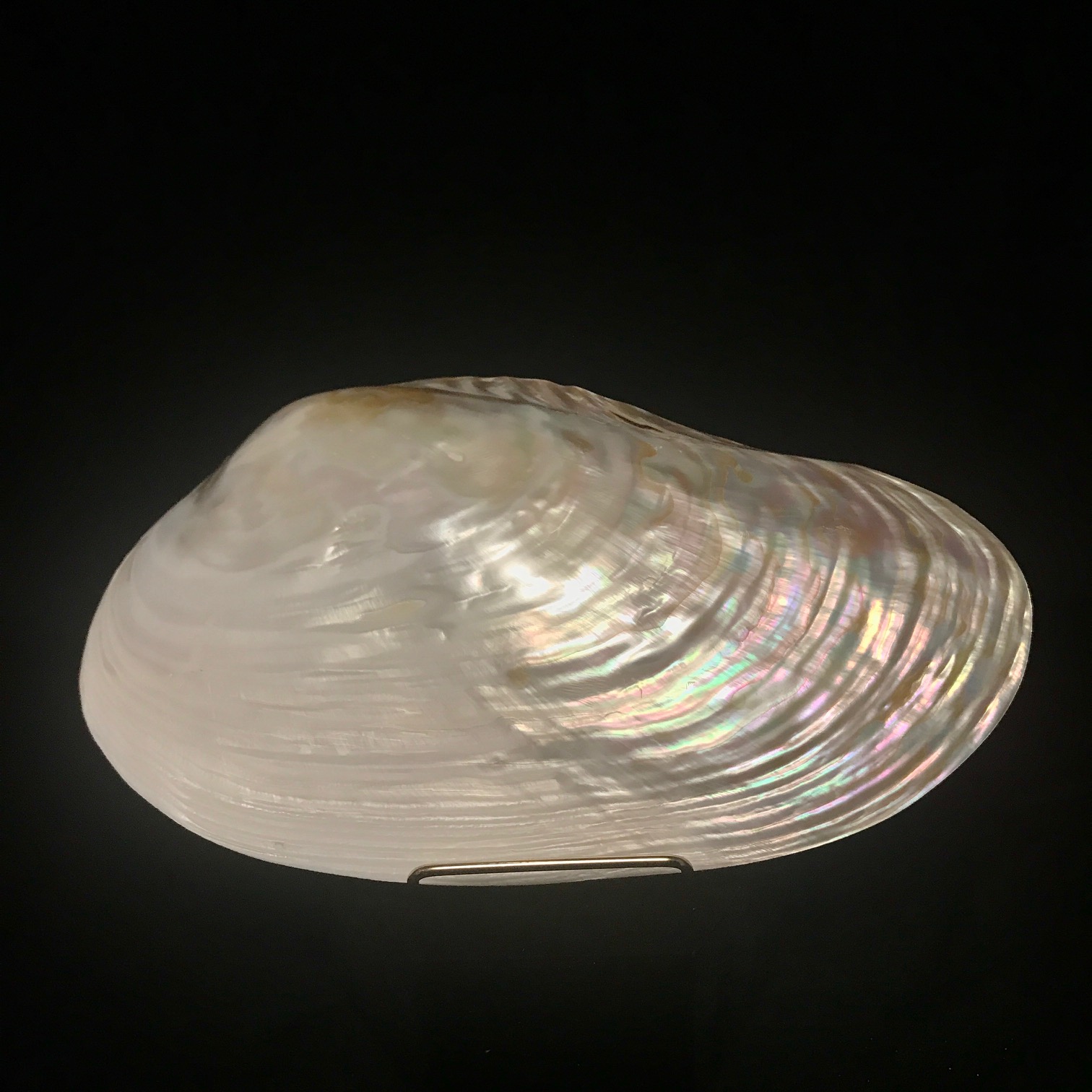 Gorgeous, iridescent clam plate