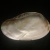 clam plate sea shell