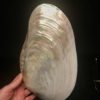 clam plate sea shell