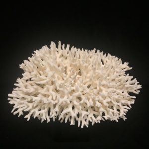 White bird's nest coral