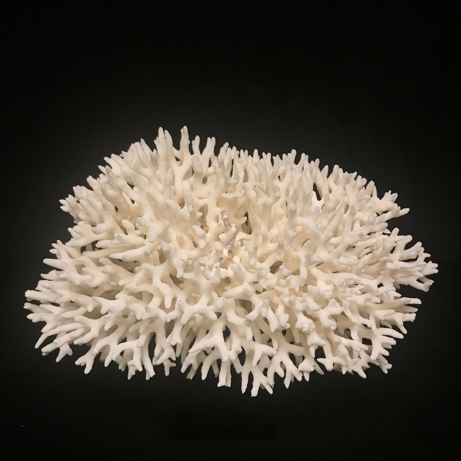 Exquisite Bird's Nest coral specimen, available at natur.