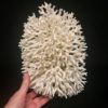 White bird's nest coral