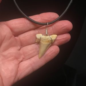 Fossilized shark tooth pendant