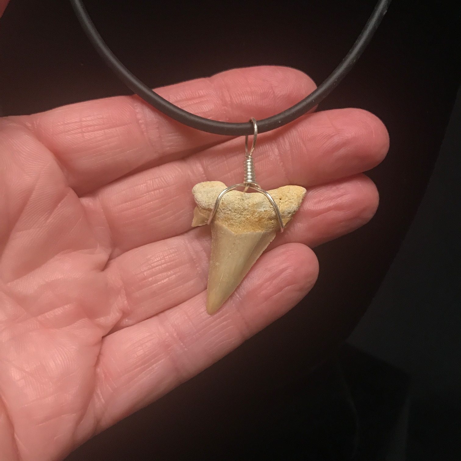 Lot of 50 Fossilized Shark Teeth 1 Shark Tooth Necklace 2 Large Shark Teeth 