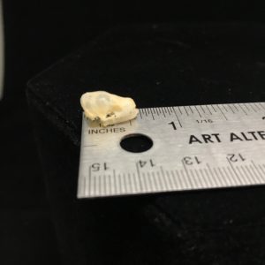 Java pipistrelleInsect eating bat skull real bone