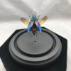 Jewel beetle glass dome calepyga species (1)