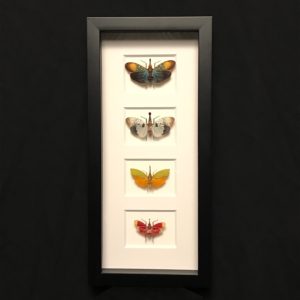 Lanternflies variety frame A