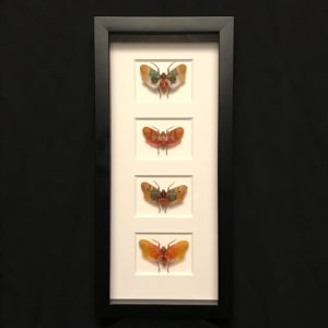Lanternflies variety frame B