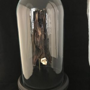 Leschenaults rousette fruit bat with cleaned skull in glass dome (1)
