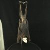 Leschenaults rousette fruit bat with cleaned skull in glass dome (1)