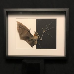 Leshenault's rousette bat skeleton