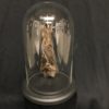 Lesser false vampire bat in glass dome