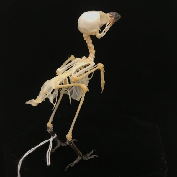 Dainty, Long-tailed shrike, real bird skeleton (8), available at Natur.