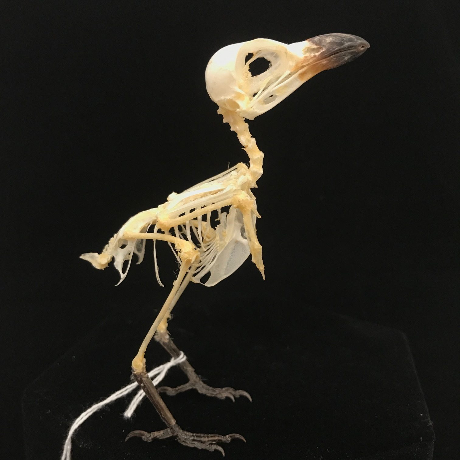 Dainty, Long-tailed shrike, real bird skeleton (8), available at Natur.