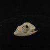 Maned forest lizard 11 real skull bone