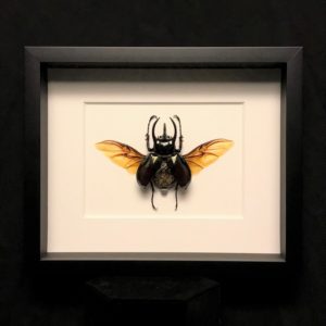 Mechanical Rhinoceros beetle frame