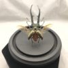 Metallic Stag Beetle dome