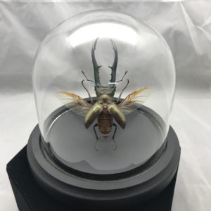 Metallic Stag Beetle dome