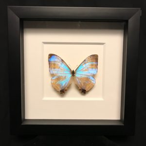 Morpho sulkowskyi wood frame