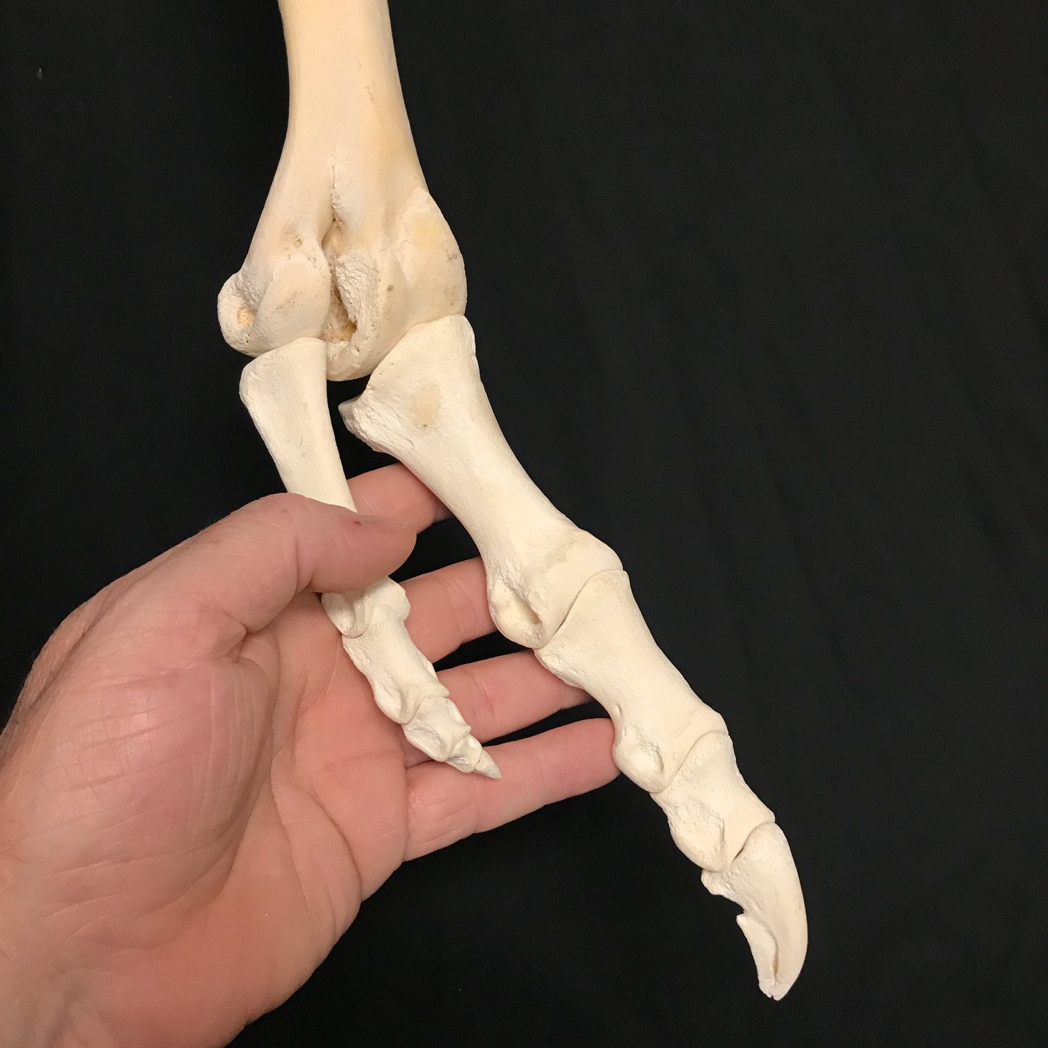 Fascinating, hanging ostrich foot, real bone, available at Natur