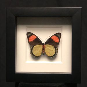 Painted beauty butterfly frame