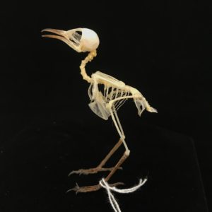 Plain wren-warbler 4 real bird skeleton