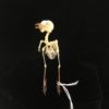 Plain wren-warbler 4 real bird skeleton