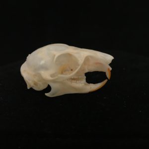 Plantain squirrel B real skull