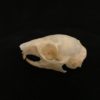 Plantain squirrel B real skull