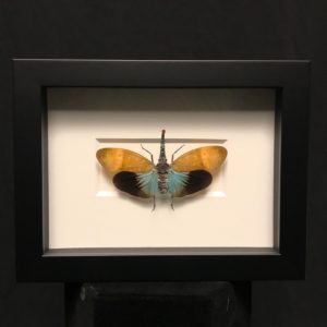 Red-nose lanternfly framed