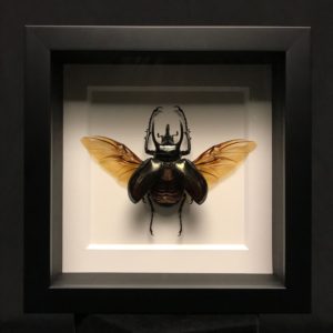 Rhinoceros beetle black frame