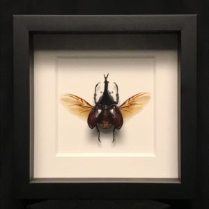 Rhinoceros beetle wooden frame