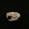 Rice field rat 10 real bone skull