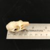 Rice field rat 10 real bone skull