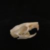 Rice field rat 10 real bone skull