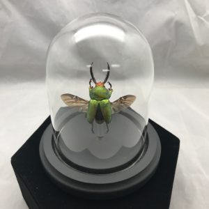 Sawtooth beetle glass dome