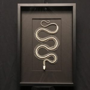 Snake skeleton black frame