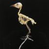 Sooty-headed bulbul 3 real bird skeleton