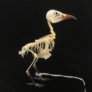 Sooty-headed bulbul 3 real bird skeleton