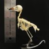 Sooty-headed bulbul 3 real bird skeleton