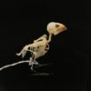 Spotted munia 9 bird skeleton real bone