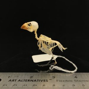 Spotted munia 9 bird skeleton real bone