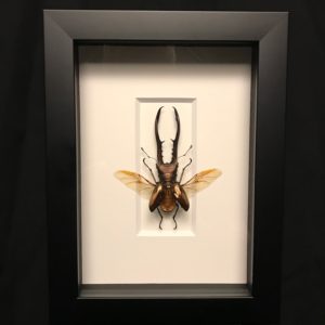 Stag beetle wood frame