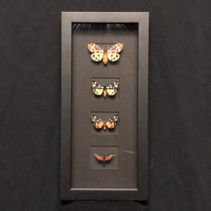 Tiger moths wood frame
