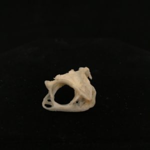 Toad 6 real bone skull