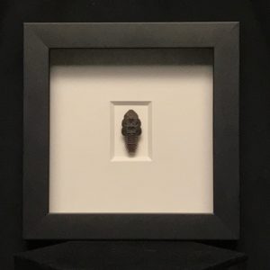 Trilobite beetle species framed