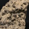 Trilobite death plate Italy